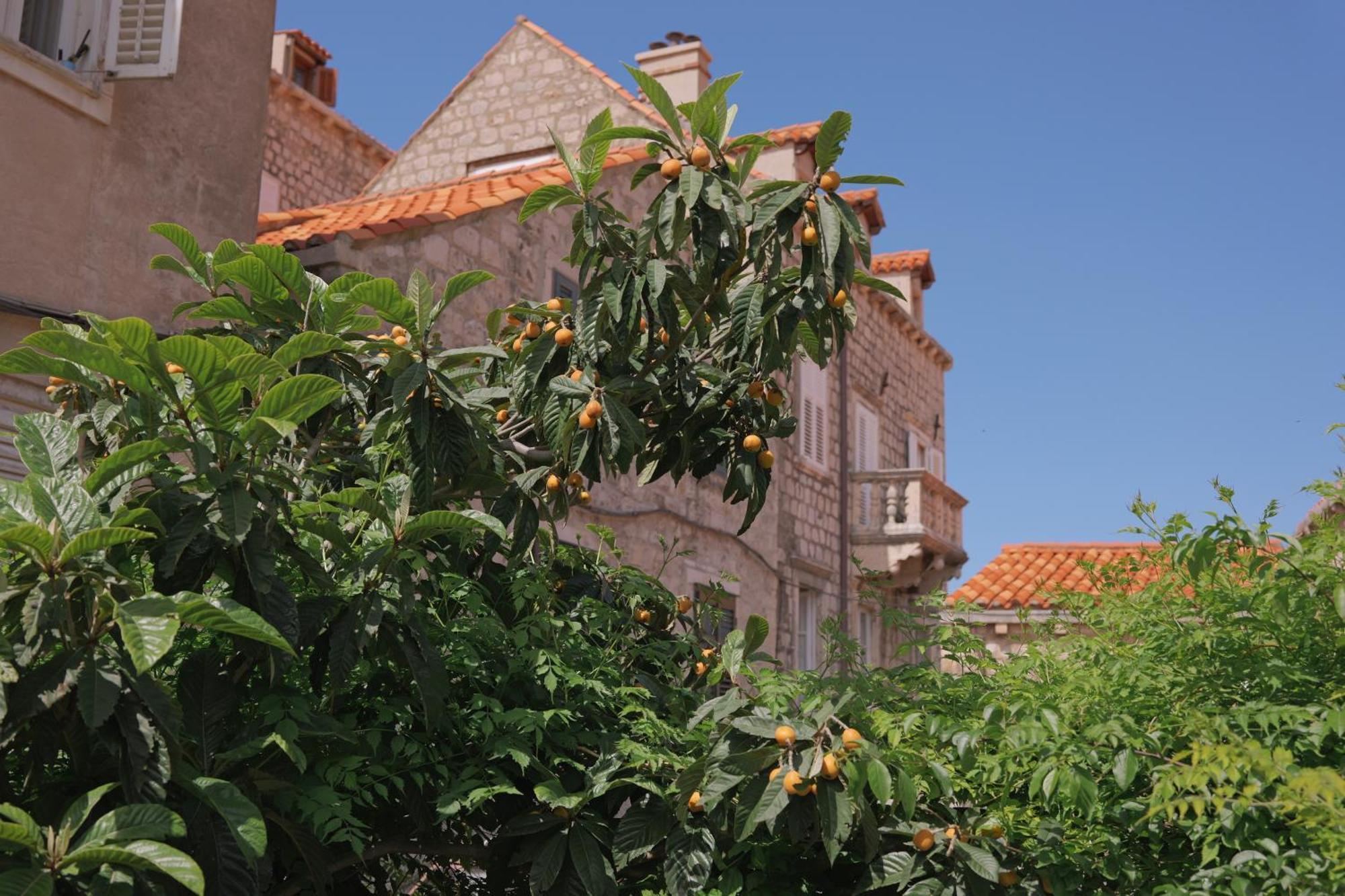 Old Town Green Oasis House Dubrovnik Eksteriør billede